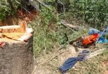 Homem morre atingido por árvore que ele mesmo cortava em loteamento
