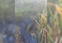 Corpo com sinais de extrema violência é encontrado em área de mata em MS