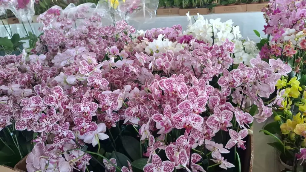 Dourados recebe a 11ª edição da EXPO-FLOR a partir desta terça-feira