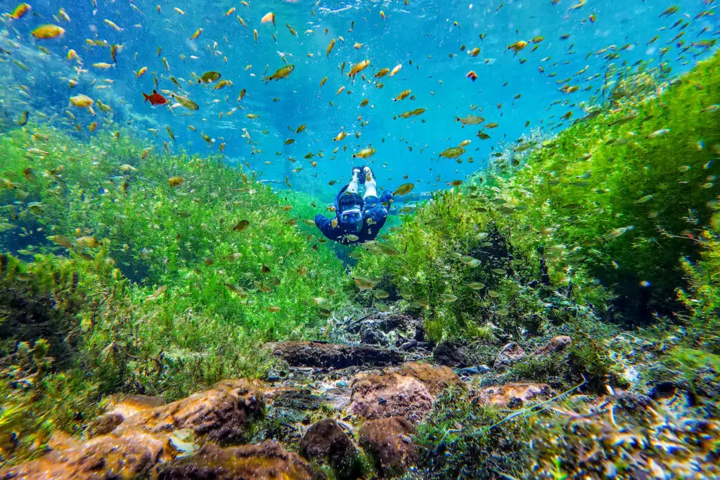 Nascentes da Palmeirinha: paraíso submerso nas águas de Bonito/MS será aberto ao público