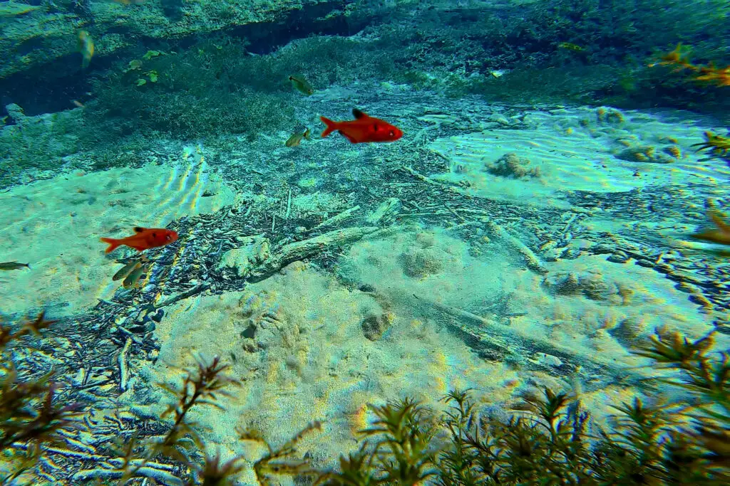 Nascentes da Palmeirinha: paraíso submerso nas águas de Bonito/MS será aberto ao público