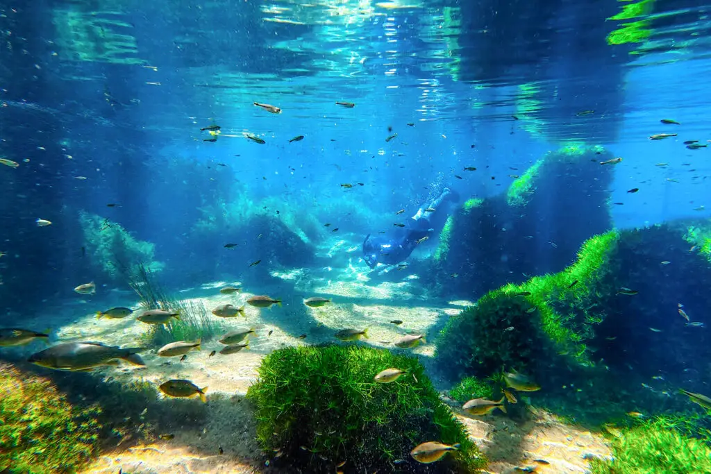 Nascentes da Palmeirinha: paraíso submerso nas águas de Bonito/MS será aberto ao público